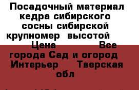 Посадочный материал кедра сибирского (сосны сибирской) крупномер, высотой 3-3.5  › Цена ­ 19 800 - Все города Сад и огород » Интерьер   . Тверская обл.